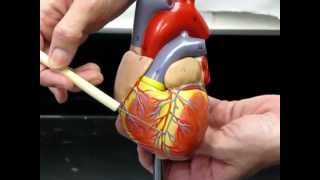 Anatomy of the Heart Structures and Blood Flow Cardiology Made Easy [upl. by Arakahs]