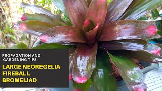 Bromeliads  Large Neoregelia Fireball Bromeliads  Propagation and Plant Care Tips [upl. by Hpseoj]