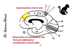 What is palmar amp radial grasp  By DrAnand [upl. by Ainigriv]