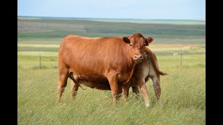 2020 Summer Pasture TourDavidson Gelbvieh amp Lonesome Dove Ranch [upl. by Jeanette6]