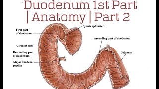 Duodenum 1st Part  Anatomy  Part 2 [upl. by Yirinec]