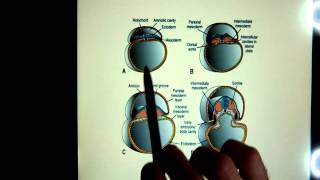 extraembryonic membranes [upl. by Oflunra]