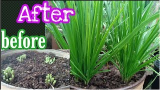 How to grow Garlic Chives ដំណាំស្លឹកគូឆាយ [upl. by Erihppas776]