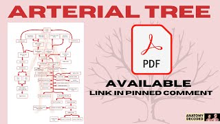 3D Arterial Tree Anatomy  Blood Supply of All Regions of the Body anatomydecoded [upl. by Odiug]