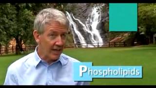 The health benefits of Phospholipids [upl. by Hanley485]