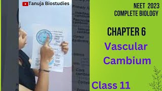 Ch6 Anatomy of Flowering Plants  Secondary Growth Vascular cambiumClass 11 BiologyNEETshorts [upl. by Renata]