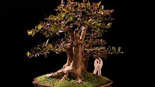 Bonsai Flacourtia Indica 51700 [upl. by Enelyahs686]