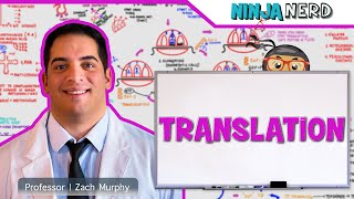 Cell Biology  Translation Protein Synthesis 🧬 [upl. by Odidnac]