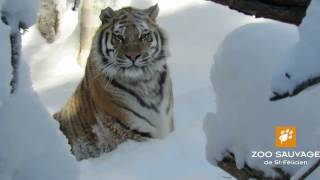 tigres de lAmour dans paysage hivernal Amur tigers in a winter setting Zoo sauvage de St Félicien [upl. by Ahsaf299]