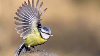 canto del carbonero  chant de mésange bleue [upl. by Casia]