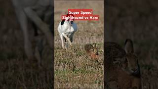 Super Speed Racing Sighthound vs Brown Hare Rabbit ExplorePotohar [upl. by Iraam207]