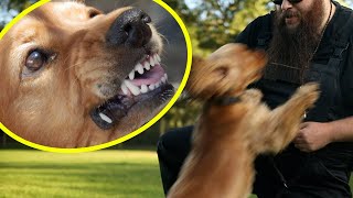 Dog BITES Its Owner How I Fix It Quickly [upl. by Jess]