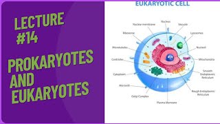 Prokaryotes  Eukaryotes  eukaryotic and prokayotic cell [upl. by Menis]