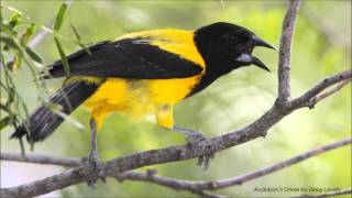 Audubons Oriole Song [upl. by Crispas]