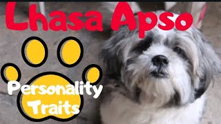 LHASA APSO INTERESTING FACTS AND PERSONALITY TRAITS [upl. by Rubbico835]