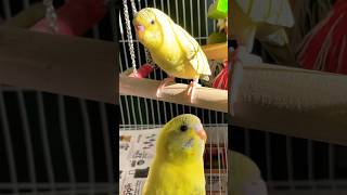 Baby Budgie callingBirds soundschirping shorts [upl. by Mccully639]