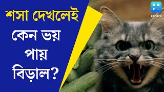 Cats and Cucumbers অকুতোভয় বিড়াল শশা দেখলেই আতঙ্কিত হয়ে ওঠে কেন কারণ ব্যাখ্যা বৈজ্ঞানিকদের [upl. by Phalan]