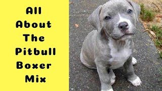 All About The Pitbull Boxer Mix The Bullboxer Pit [upl. by Ravi]