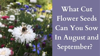 Cool Flowers  Cut Flower Hardy Annual Seeds To Sow In August And September [upl. by Sayers]