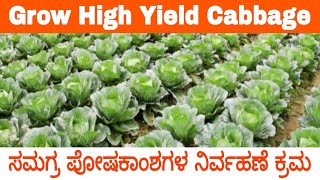 Integrated Fertilizer Management in Cabbage  Activmax  Activzyme  Neem oil  Azospirillum  NPK [upl. by Leirej]