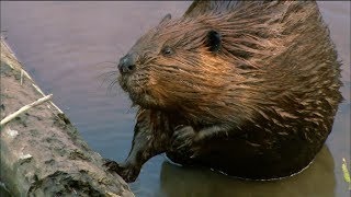 How Do Beavers Build Dams  Nature on PBS [upl. by Bethena]