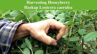 Harvesting Honeyberry Haskap Lonicera caerulea [upl. by Thurlow]