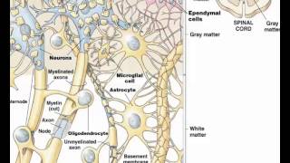 Ependymal cells 2 [upl. by Iver]