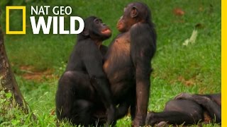 Bonobo Love  Nat Geo WILD [upl. by Naasah]