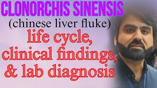 Lec21  Clonorchis sinensis  life cycle  clinical findings  lab diagnosis  UrduHindi [upl. by Avlem]