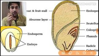 monocot seed structure in details [upl. by Asiluy]