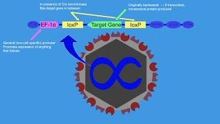 CreLox Optogenetics and the Brain Reward System [upl. by Abbie]