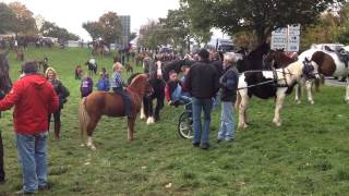 Ballinasloe Horse fair 2014 [upl. by Ultun]