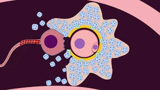 Fertilization  Quick Review by Dr Amna [upl. by Rozina]