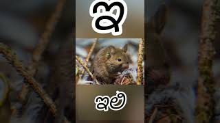 ಇ ಇಲಿ mouse vioce ಕನ್ನಡ alphabet swaragalu ಅ ಆ ಇ ಈ larning [upl. by Prochoras924]