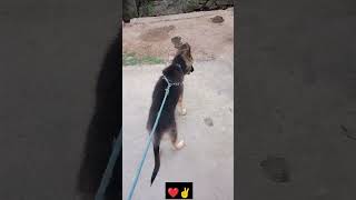 jerman sperd puppy ❤️shortvideo germanshepred viralvideo breeder [upl. by Novyat]