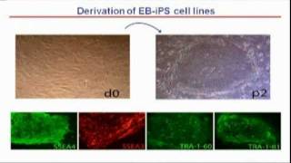 Epidermolysis Bullosa Corrected iPS Stem CellBased Therapy [upl. by Meedan26]