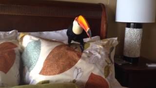 Toucan on the Bed [upl. by Audy]