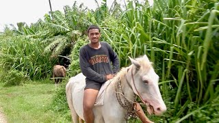 HUMBLE HAAPAI WAY OF LIFE ❤️ HAAPAI VEU KINGDOM OF TONGA [upl. by Dnamron433]