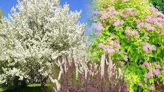 Great Landscaping Trees Shrubs and Perennials  1 [upl. by Chandless187]