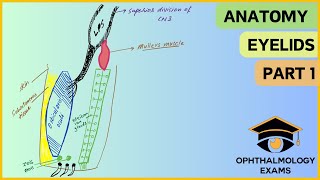 Ocular anatomy part 1  Anatomy of the eyelids [upl. by Fin]