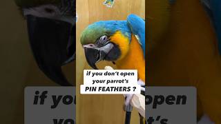 What Happens If You Don’t Open Parrot’s Pin Feathers bird [upl. by Attenreb]