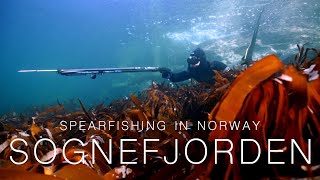 Spearfishing in Norway  SOGNEFJORDEN 2020 [upl. by Llertrac]