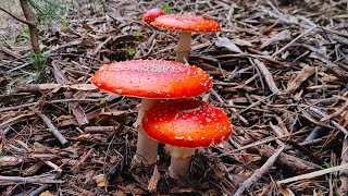 California Mushroom Hunting Cooking and Amanita muscaria Pharmacology [upl. by Allianora116]