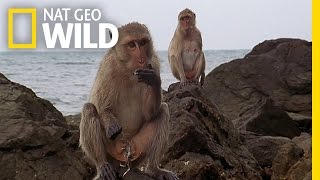 The Life of a Seaside Monkey  Wild Thailand [upl. by Eevets]