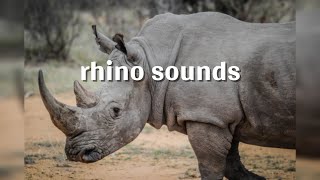 rhino sounds [upl. by Wurtz963]