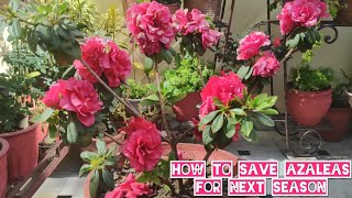 How to grow n care azalea plant Azalea plant potting mix n care Azalea summer care [upl. by Africa]