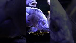 African Cichlid Size  Peacocks Get BIG [upl. by Erehs680]