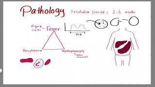 Parasitology 20 Leishmania 02 »DrMoaz [upl. by Ramon805]