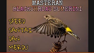 Masteran Blackthroat SOMERINI paling MERDU dan Jernih Relaxing Sound Bird [upl. by Akzseinga368]