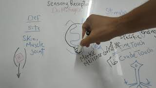 SensoryCNSDrMohamedFayez Sensory Receptors [upl. by Delastre]